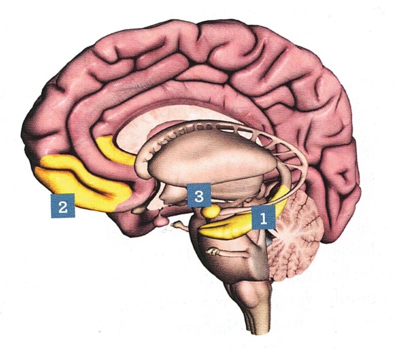Schema des Gehirns: Hippocampus, Frontallappen und Amygdala bei Dauerstress